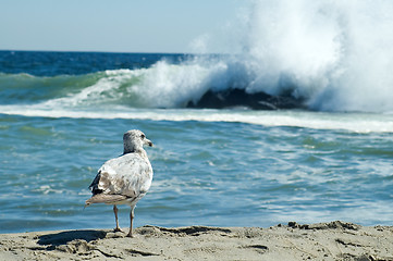 Image showing seagull