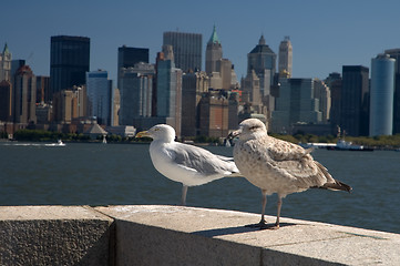 Image showing New York birds