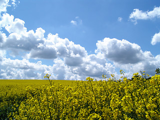 Image showing rape and sky