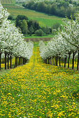 Image showing Cherry garden