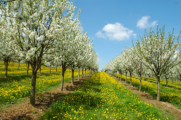 Image showing Cherry garden