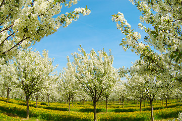 Image showing Blossoming cherry garden