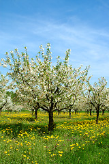 Image showing Cherry-trees