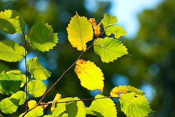 Image showing Green leaves