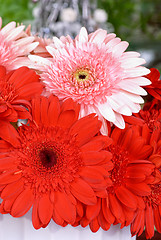 Image showing gerbera flowers