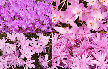 Image showing Collage background of purple crocuses