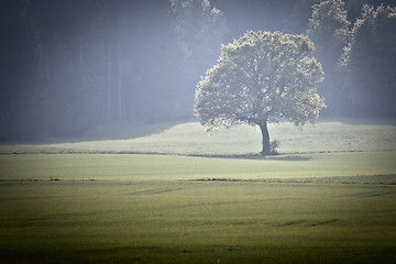 Image showing Forest