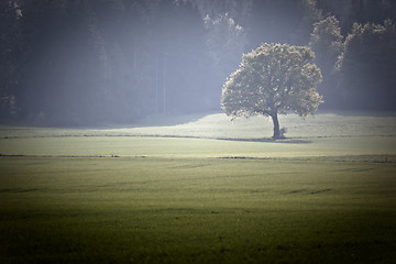 Image showing Forest