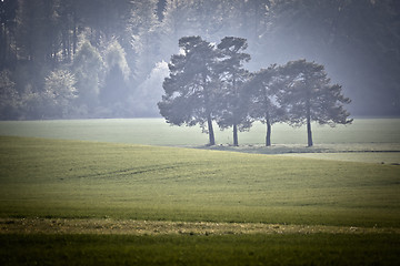 Image showing Forest