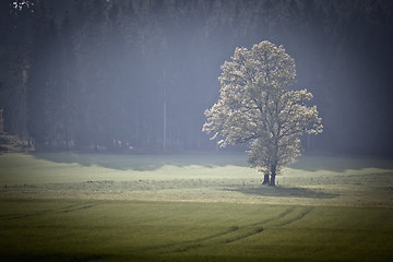 Image showing Forest