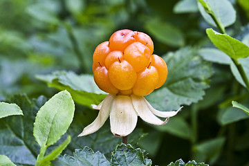 Image showing Cloudberry