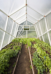 Image showing Greenhouse