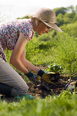 Image showing Gardening