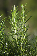 Image showing Rosemary