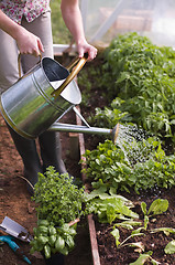 Image showing Watering