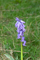 Image showing Bluebell