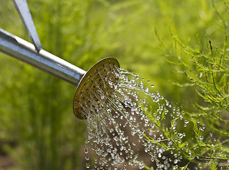 Image showing Watering