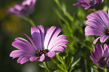 Image showing African daisy