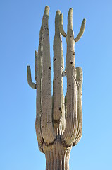 Image showing Cactus in the Desert