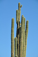 Image showing Cactus in the Desert