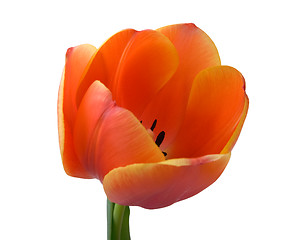 Image showing Tulip bud close-up