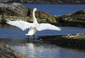 Image showing Swan wave the wings.