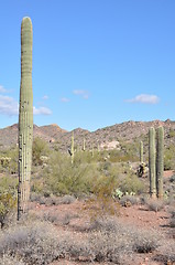 Image showing Cactus in the Desert