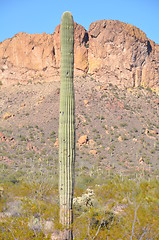 Image showing Cactus in Desert