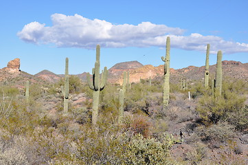 Image showing Cactus in Desert