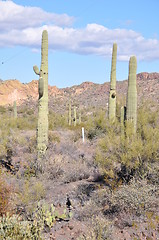 Image showing Cactus in Desert