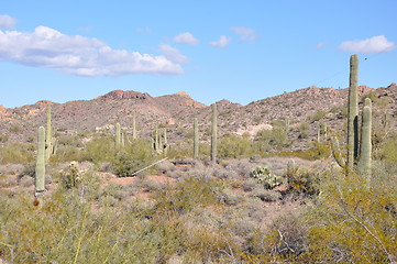 Image showing Cactus in Desert