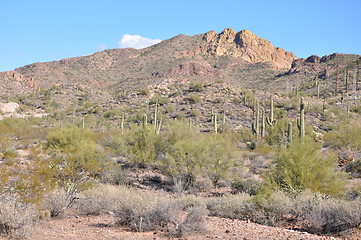 Image showing Cactus in Desert