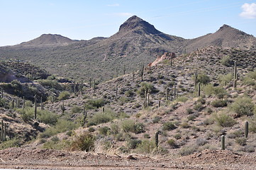 Image showing Cactus in Desert