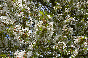 Image showing Cherry blossom