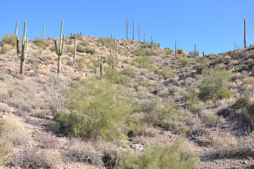 Image showing Cactus in Desert