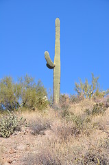 Image showing Cactus in Desert