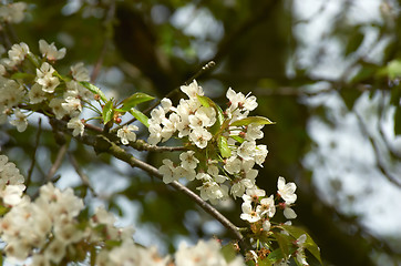 Image showing Cherry blossom