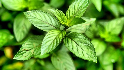 Image showing Peppermint