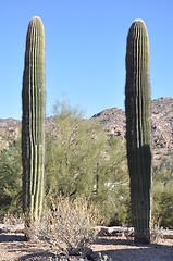 Image showing Cactus in Desert