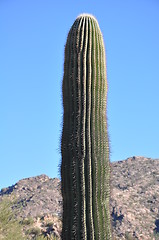 Image showing Cactus in Desert