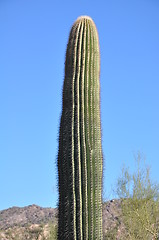 Image showing Cactus in Desert