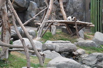 Image showing Panda