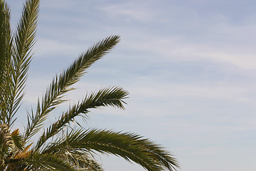 Image showing palm tree and sky