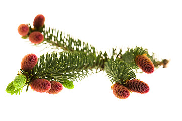 Image showing Pine branch with cones on a white background