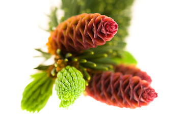 Image showing Pine branch with cones on a white background