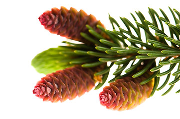 Image showing Pine branch with cones on a white background