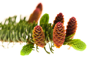 Image showing Pine branch with cones on a white background