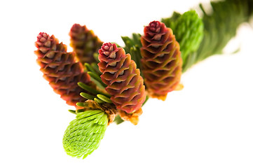 Image showing Pine branch with cones on a white background