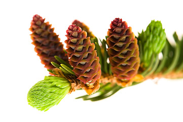 Image showing Pine branch with cones on a white background