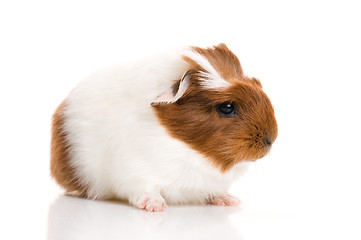 Image showing baby guinea pig